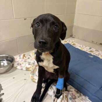 Randolph -  Mixed Breed Dog for Adoption in Milton, Florida - Randolph | PetCurious