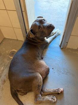 GRAYBEE -  Mastiff and Mixed Breed Dog for Adoption in Corpus Christi, Texas - GRAYBEE | PetCurious