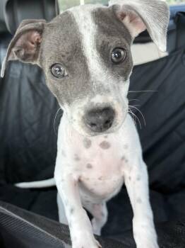 Emme -  Terrier Dog for Adoption in Harlingen, Texas - Emme | PetCurious