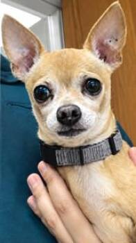 Sonny -  Chihuahua Dog for Adoption in Tifton, Georgia - Sonny | PetCurious