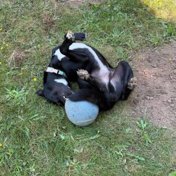 Benji -  Mixed Breed Dog for Adoption in Washougal, Washington - Benji | PetCurious