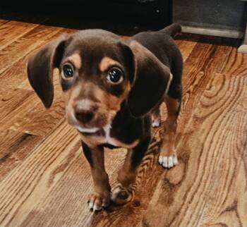 PUPPY GANACHE -  Beagle and Chihuahua Dog for Adoption in Franklin, Tennessee - PUPPY GANACHE | PetCurious