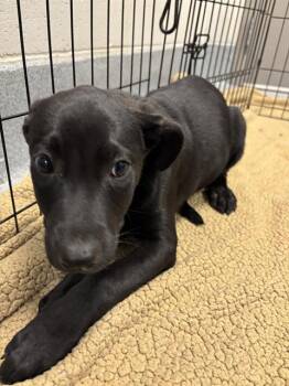 SHOCK -  German Shepherd Dog and Rottweiler Dog for Adoption in Indianapolis, Indiana - SHOCK | PetCurious