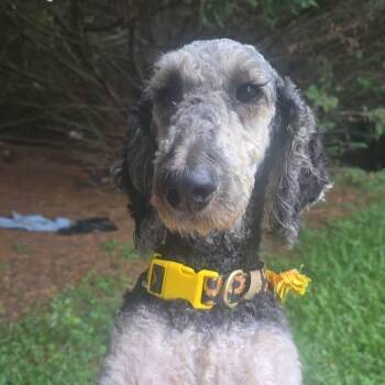 Coco -  Standard Poodle Dog for Adoption in Gainesville, Georgia - Coco | PetCurious