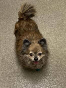KATIE -  Pomeranian Dog for Adoption in Las Vegas, Nevada - KATIE | PetCurious