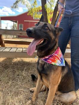 Rescue German Shepherd Dog Dogs for Adoption in Seguin, Texas - Hunter | PetCurious