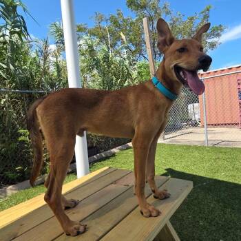 Rowan -  Mixed Breed Dog for Adoption in Galveston, Texas - Rowan | PetCurious
