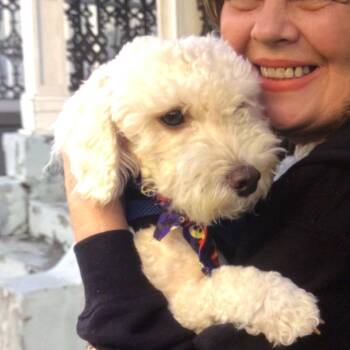 Snowy -  Maltese and Miniature Poodle Dog for Adoption in New Orleans, Louisiana - Snowy | PetCurious