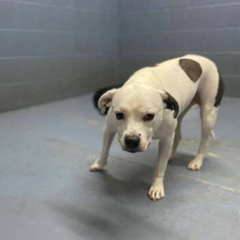 Rescue Mixed Breed Dogs for Adoption in Gadsden, Alabama - Oriella (Roxy) | PetCurious