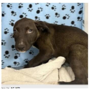 Hope -  Husky and Shepherd Dog for Adoption in Clearwater, Florida - Hope | PetCurious