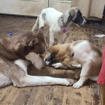 The Worst Witch -  Anatolian Shepherd and Mixed Breed Dog for Adoption in Fredericksburg, Virginia - The Worst Witch | PetCurious