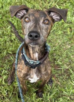 Rescue Plott Hound Dogs for Adoption in Fort Lauderdale, Florida - CARL | PetCurious