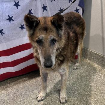 IVHS-Stray-139781 -  German Shepherd Dog Dog for Adoption in San Gabriel, California - IVHS-Stray-139781 | PetCurious