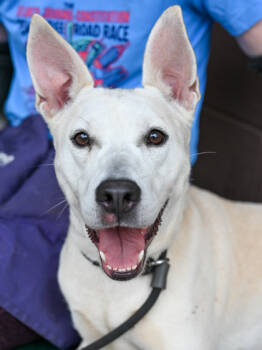 Rescue Mixed Breed Dogs for Adoption in Chamblee, Georgia - Whimsy | PetCurious