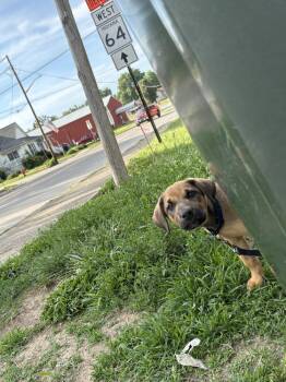 Duran Duran -  Labrador Retriever Dog for Adoption in Evansville, Indiana - Duran Duran | PetCurious