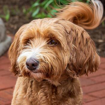 Labradoodle Dogs Available for Adoption in Arlington Heights, Illinois - Tilly | PetCurious