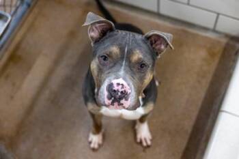 Bronco -  Pit Bull Terrier and Mixed Breed Dog for Adoption in Golden Valley, Minnesota - Bronco | PetCurious