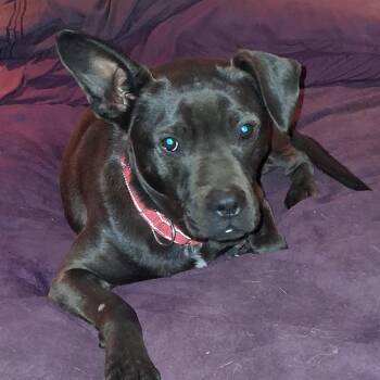 Black Labrador Retriever and Terrier Dogs Available for Adoption - Bernard | PetCurious