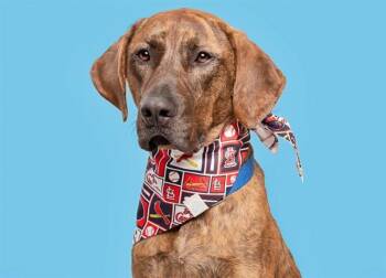 Plott Hound Dogs Available for Adoption in Brentwood, Missouri - JOHNNY | PetCurious