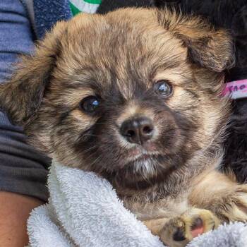 Romeo -  Chihuahua and Papillon Dog for Adoption in Hattiesburg, Mississippi - Romeo | PetCurious