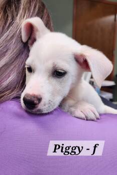 Piggy -  Labrador Retriever Dog for Adoption in Hillside, Illinois - Piggy | PetCurious
