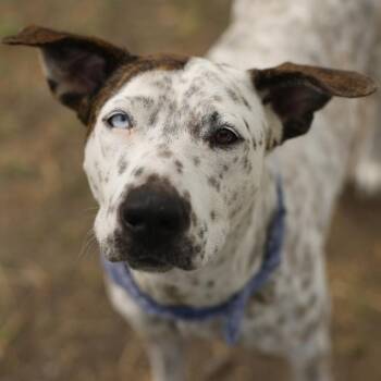 NECIA -  American Staffordshire Terrier Dog for Adoption in San Antonio, Texas - NECIA | PetCurious