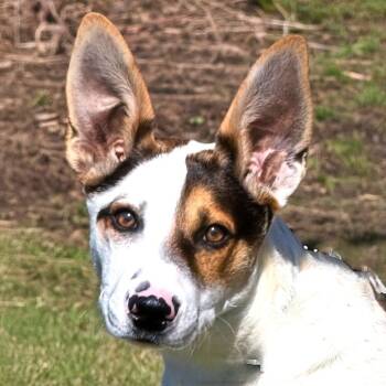 Cattle Dog Dogs Available for Adoption - Parker | PetCurious