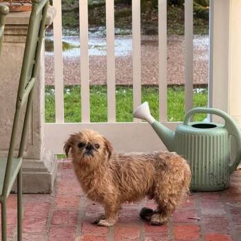 Larry the Snail (Benefactor Dog) -  Brussels Griffon and Shih Tzu Dog for Adoption in New Orleans, Louisiana - Larry The Snail (Benefactor Dog) | PetCurious