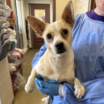 La Gorda -  Chihuahua and Mixed Breed Dog for Adoption in San Antonio, Texas - La Gorda | PetCurious