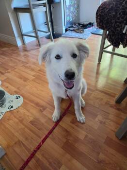 WIllow Mae -  Great Pyrenees Dog for Adoption in Midway, Utah - WIllow Mae | PetCurious