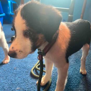 Virginia -  Mixed Breed Dog for Adoption in Fredericksburg, Virginia - Virginia | PetCurious