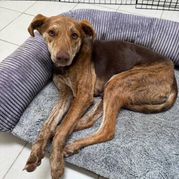 Toad -  Shepherd and Mixed Breed Dog for Adoption in Flagstaff, Arizona - Toad | PetCurious