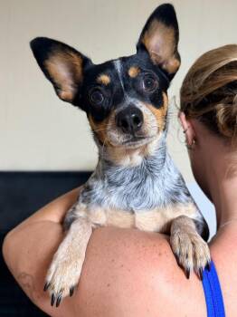 Tito (AVAILABLE 8/31) -  Cattle Dog and Chihuahua Dog for Adoption in Leverett, Massachusetts - Tito (AVAILABLE 8/31) | PetCurious