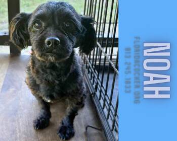Jack Russell Terrier Dogs Available for Adoption in Land O