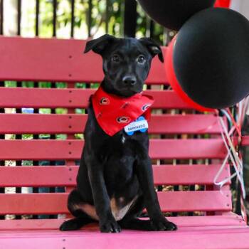 Barknado -  Labrador Retriever Dog for Adoption in Wake Forest, North Carolina - Barknado | PetCurious