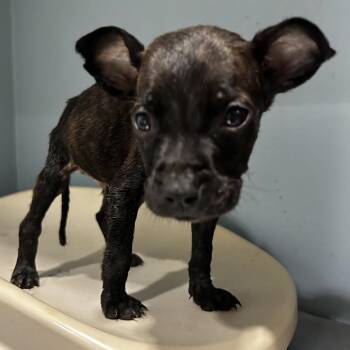 Mixed Breed Dogs Available for Adoption in Chattanooga, Tennessee - Flameo Hot Man | PetCurious