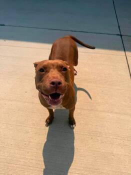 Scarlet -  Pit Bull Terrier Dog for Adoption in Lincoln Park, Michigan - Scarlet | PetCurious