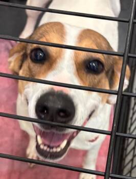 Mable -  Hound Dog for Adoption in Elizabethton, Tennessee - Mable | PetCurious