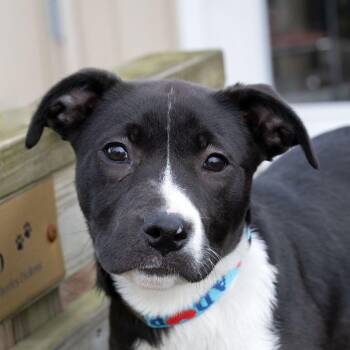 Labrador Retriever Dogs Available for Adoption - Rosa Diaz | PetCurious