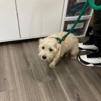 YORK-Stray-16894 -  Mixed Breed Dog for Adoption in York, Pennsylvania - YORK-Stray-16894 | PetCurious