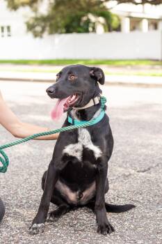 Pedro -  Shepherd Dog for Adoption in Tampa, Florida - Pedro | PetCurious