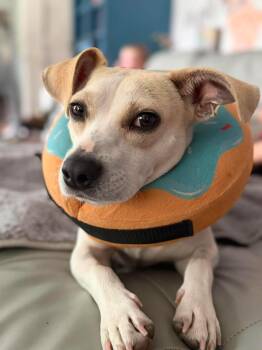 Jack Russell Terrier and Dachshund Dogs Available for Adoption in Buford, Georgia - Cheesestick - Happiest Dog On The Planet | PetCurious
