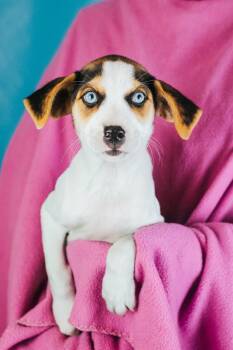 Daisha -  Retriever and Australian Shepherd Dog for Adoption in Minneapolis, Minnesota - Daisha | PetCurious