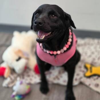 Black Labrador Retriever Dogs Available for Adoption in Houston, Texas - Flora Jo | PetCurious