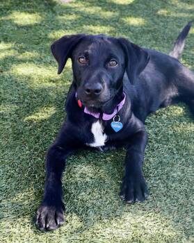 Happy -  Labrador Retriever Dog for Adoption in Southlake, Texas - Happy | PetCurious
