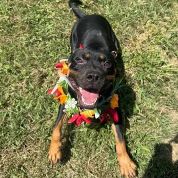 Aliza -  American Bully and Rottweiler Dog for Adoption in Polk, Ohio - Aliza | PetCurious
