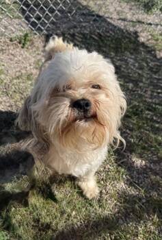 Oogway -  Mixed Breed and Shih Tzu Dog for Adoption in Black Eagle, Montana - Oogway | PetCurious