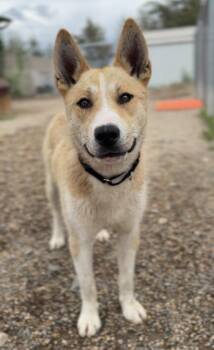 Gromit -  Husky Dog Available for Adoption in Bemidji, Minnesota - Gromit | PetCurious
