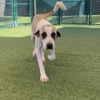 Stanley 9801 -  Mixed Breed Dog for Adoption in Loxahatchee Groves, Florida - Stanley 9801 | PetCurious