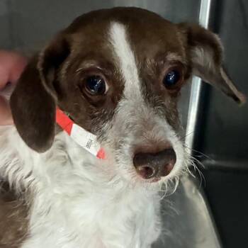 PIPER -  Jack Russell Terrier Dog for Adoption in Yuma, Arizona - PIPER | PetCurious